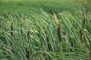 A lot of stems from green reeds. Unmatched reeds with long stems photo