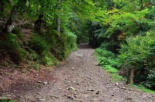 A path in a wild forest. Forest landscape in early autumn photo