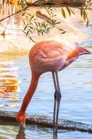 flamingos in water photo