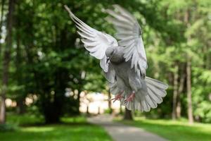 Pigeon in flight photo