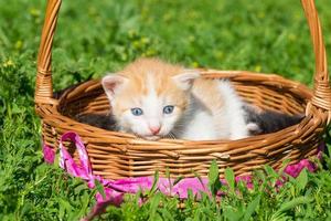 un pequeño gatito rojo foto