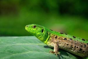 Green lizard in the grass photo