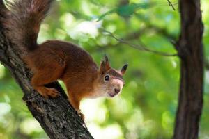 ardilla en el árbol foto