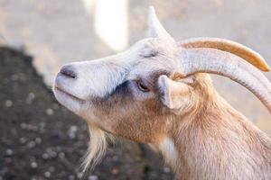 goat in nature photo