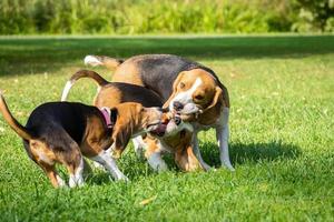 Dog beagle on the grass photo