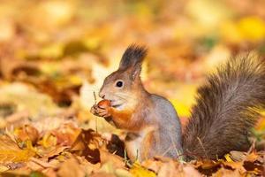 Squirrel in the autumn park photo