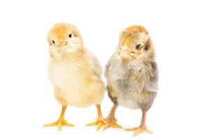 Two chickens on white background photo