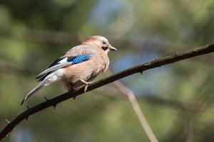 garrulus glandarius en una rama foto