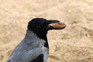 Hooded crow in a city park in Israel photo