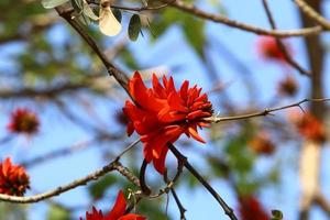 Erythrina cockscomb blossoms in a city park in northern Israel. photo