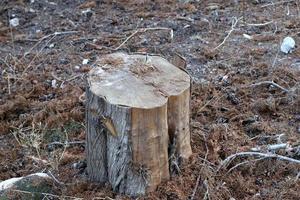 An old stump is a small part of a felled tree trunk. photo
