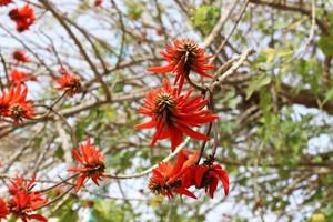 erythrina cockscomb florece en un parque de la ciudad en el norte de israel. foto