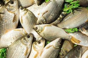 carp on a wooden background photo