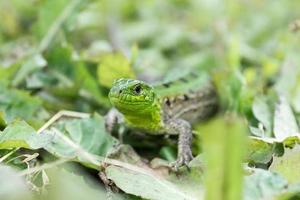 Green lizard in the grass photo