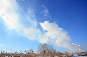 The industrial plant is located behind the swampy terrain, covered with snow. Large field of yellow bulrushes photo