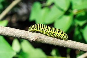 Green caterpillar on lilac leaf photo