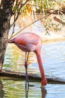 flamingos in water photo