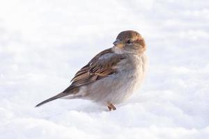 gorrión nieve invierno foto