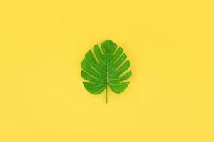 Tropical palm monstera leaf lies on a pastel colored paper. Minimal nature summer concept. Flat lay composition. Top view photo