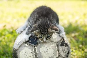 kitten with a soccer ball photo