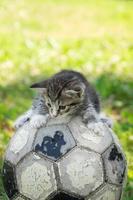 kitten with a soccer ball photo