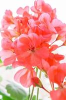 Beautiful pink geranium photo