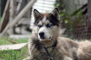 Arctic Malamute with blue eyes muzzle portrait close up. This is a fairly large dog native type photo