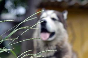 Arctic Malamute with blue eyes muzzle portrait close up throught the green grass stems with selective focus photo