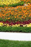 Coleus flowerpot. Beautiful perspective of natural coleus plant leaves photo