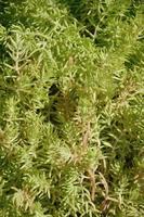 Texture of a bush of a green plant, similar to underwater algae photo