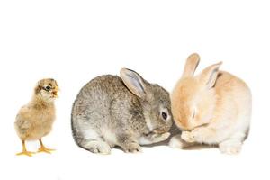 rabbit chicken egg white background photo