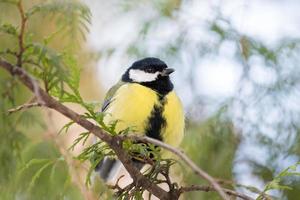 tit on a branch photo