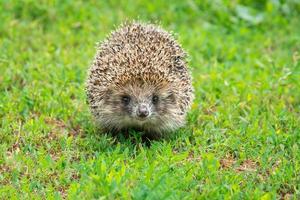 hedgehog on the grass photo