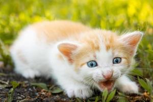 kitten on the grass photo