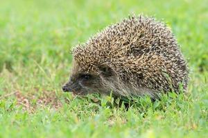 hedgehog on the grass photo