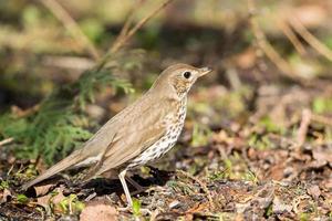 song thrush on the ground photo