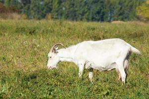 goat in a meadow photo