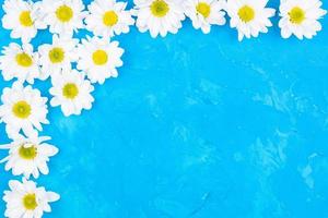 Chrysanthemums on blue background photo