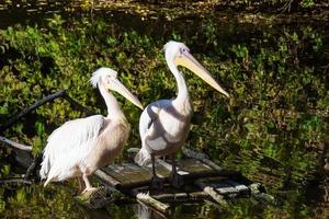 Pelicans in the pond photo