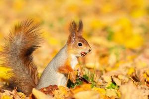 Squirrel in the autumn park photo