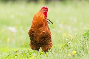 gallo en la hierba foto