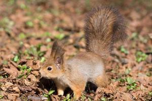 red squirrel on a tree photo