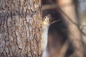 Squirrel tree in winter photo