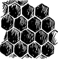 Honeycomb, vintage illustration vector