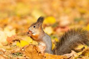 Squirrel in the autumn park photo