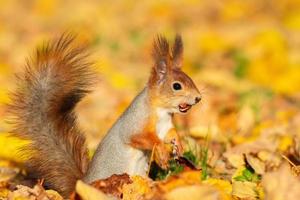 Squirrel in the autumn park photo