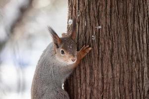 Squirrel tree in winter photo