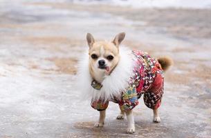 Chihuahua suit in winter photo