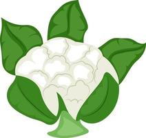 Cartoon cauliflower illustration vector