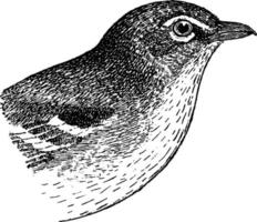 vireo de garganta amarilla, ilustración vintage. vector